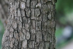 Pavetta indica